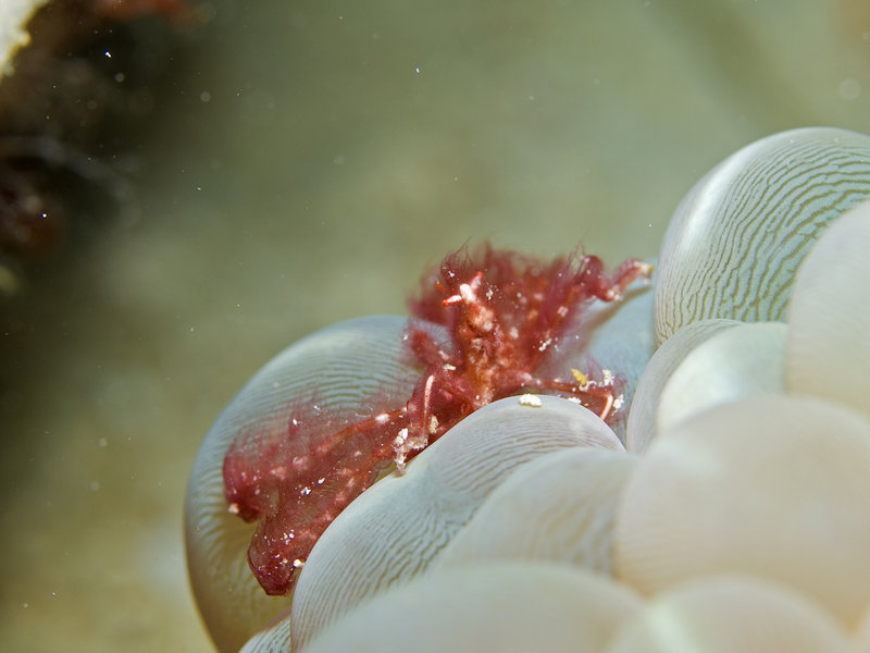 Mabul, Paradise 1 and 2, Orang Utan crab
